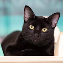 Thumbnail photo of Padrick (bonded with Dream) #3