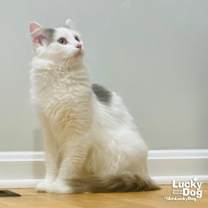 Thumbnail photo of Patches #3