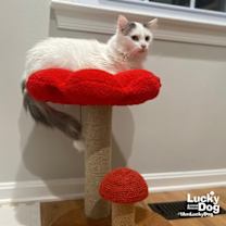 Thumbnail photo of Patches #4