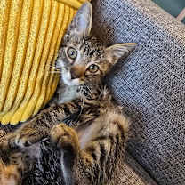 Thumbnail photo of Alder #1