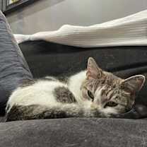 Thumbnail photo of Chai #3