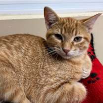 Thumbnail photo of Heathcliff #4