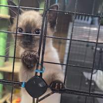 Thumbnail photo of Milo #1