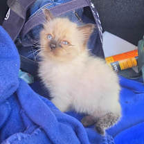 Thumbnail photo of Milo #2