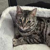 Thumbnail photo of Luna #1