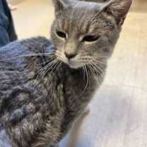 Thumbnail photo of Lance #1