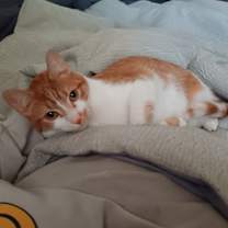 Thumbnail photo of Mango #3