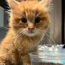 Thumbnail photo of Einstein Bagel #2