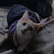 Thumbnail photo of Chase in Taneytown, MD #1