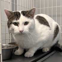 Thumbnail photo of Chester   - Must Apply in Person #1