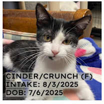 Thumbnail photo of Cinder (F) & Soot (M) #1