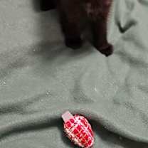 Thumbnail photo of Goldbear #1