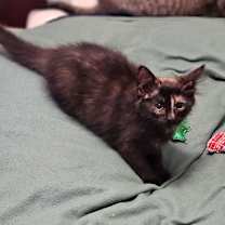 Thumbnail photo of Goldbear #2