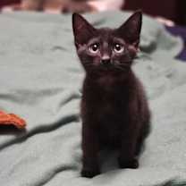 Thumbnail photo of Pilsburry #1