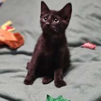 Thumbnail photo of Pilsburry #2