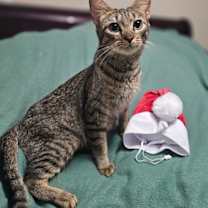 Thumbnail photo of Macy #3