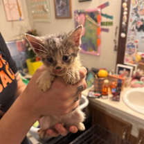 Thumbnail photo of Felix #2