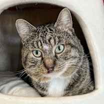 Thumbnail photo of Hadrian #1