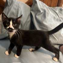 Thumbnail photo of Spork #1