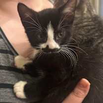 Thumbnail photo of Spork #3