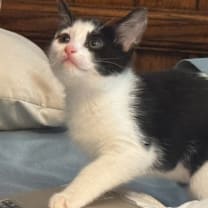 Thumbnail photo of Splotch #3