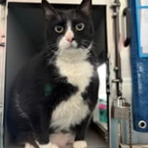 Thumbnail photo of Shadow Singer #1