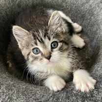 Thumbnail photo of Angelou #3