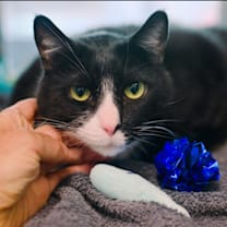 Thumbnail photo of Shadow Singer #4