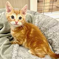 Thumbnail photo of Marmalade #1