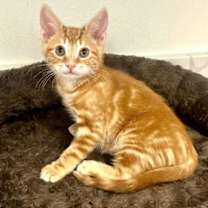 Thumbnail photo of Marmalade #2