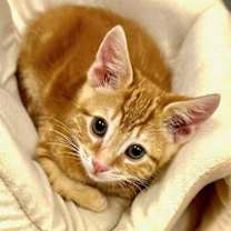 Thumbnail photo of Marmalade #3