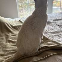 Thumbnail photo of Marley #3