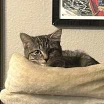 Thumbnail photo of Frankie #2