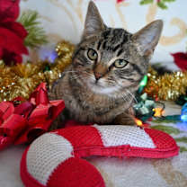 Thumbnail photo of Lucky #1