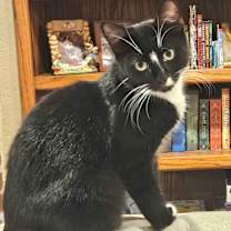 Thumbnail photo of Mini Frank #1