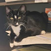 Thumbnail photo of Mini Frank #2