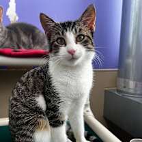 Thumbnail photo of Maxwell #1