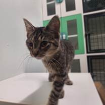 Thumbnail photo of Jello #3