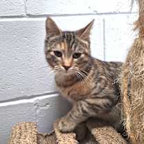 Thumbnail photo of Kai #4