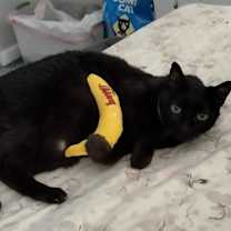 Thumbnail photo of Nico #4