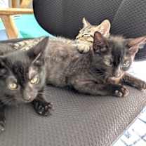 Thumbnail photo of Elmo #2