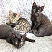 Thumbnail photo of Elmo #4