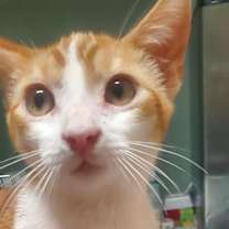 Thumbnail photo of Cheeto #1