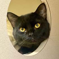 Thumbnail photo of Poe #2