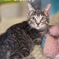 Thumbnail photo of Mr. Crawley #1