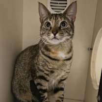 Thumbnail photo of Honey #2