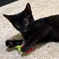 Thumbnail photo of Cruz #1