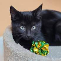 Thumbnail photo of Atlas #2