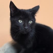 Thumbnail photo of Atlas #3