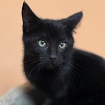 Thumbnail photo of Atlas #4